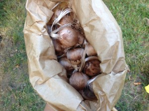 Here is the bag of bulbs, as received from Baker Creek. I looked them all over prior to planting. None looked damaged or moldy, so each one was planted. 