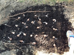 The included planting instructions noted that 12 bulbs could be planted per square foot.  I built up a (roughly) two square foot area of manure in the trench I dug and distributed my 25 bulbs. 