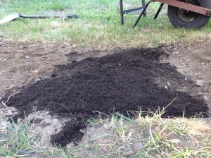 The prescribed planting depth for crocus bulbs is two inches, so I topped my arranged bulbs with two inches of manure.  Nothing is too good for these beauties. Actually, I used two bags of manure, for a total cost of under $10. 