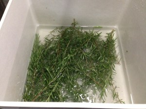 I decided that my utility sink was the best vessel for rinsing the natural world off my herbs. 