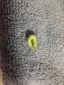 Always fill the sink carefully. My oregano had a little friend hiding among its pizza scented sprigs.