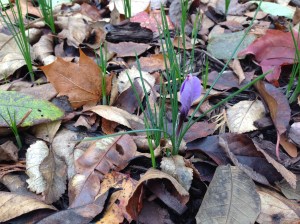 One of the two crocuses that bloomed already. Seriously, it bloomed after there had been two good frosts. I was amazed.