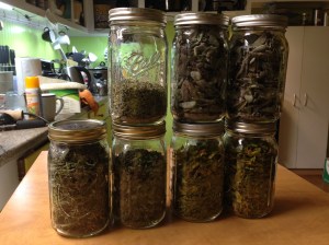 Two jars of sage, two of parsley. one of oregano, one of rosemary and half a jar of thyme. And my hands smell amazing, even though I've washed them a few times.