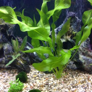 This is a beautiful aquatic plant is not the kind used to make carageenan. It is lovely and relaxing to look at in my aquarium